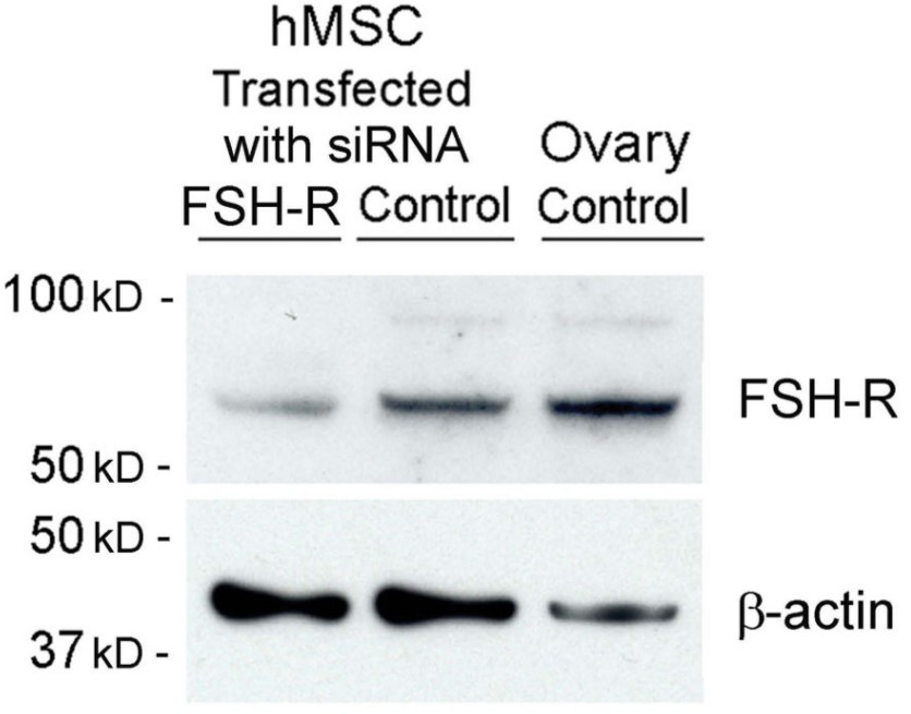 FSH-R protein in MSCs.jpg